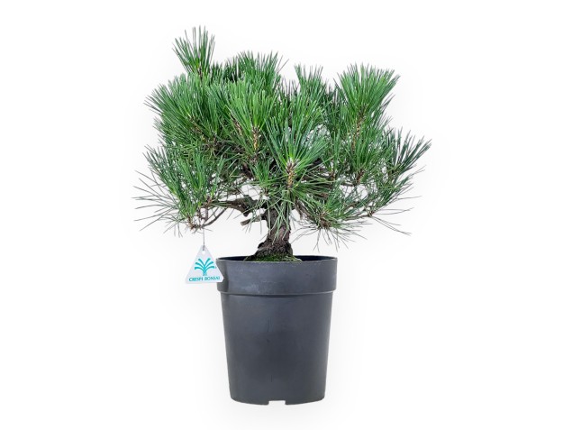 Pinus thunbergii bonsai – Black pine %separator% %category%