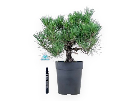 Bonsai di Pinus thunbergii - Pino nero %separator% %category%
