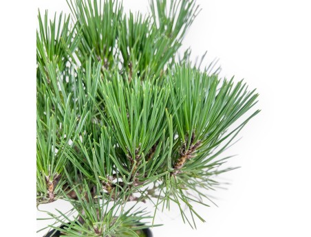 Bonsai di Pinus thunbergii - Pino nero %separator% %category%
