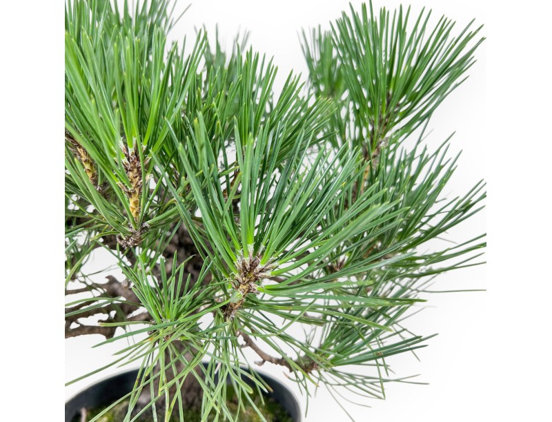 Bonsai di Pinus thunbergii - Pino nero %separator% %category%