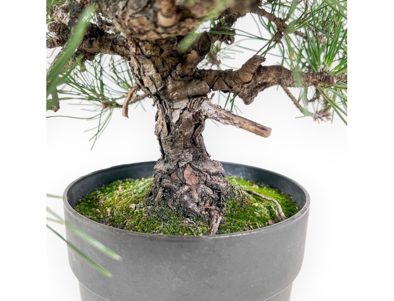 Bonsái de Pinus thunbergii - Pino negro %separator% %category%