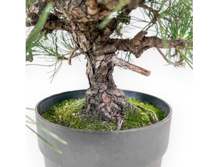 Bonsai di Pinus thunbergii - Pino nero %separator% %category%