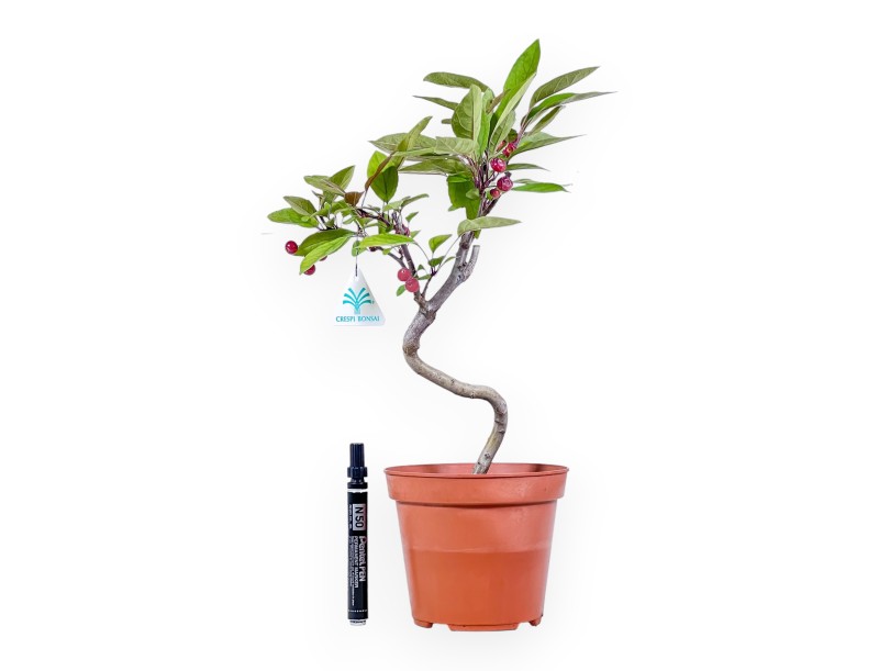 Apfelbaum Arbeitspflanze von 40 cm | Rund kunststoff Topf