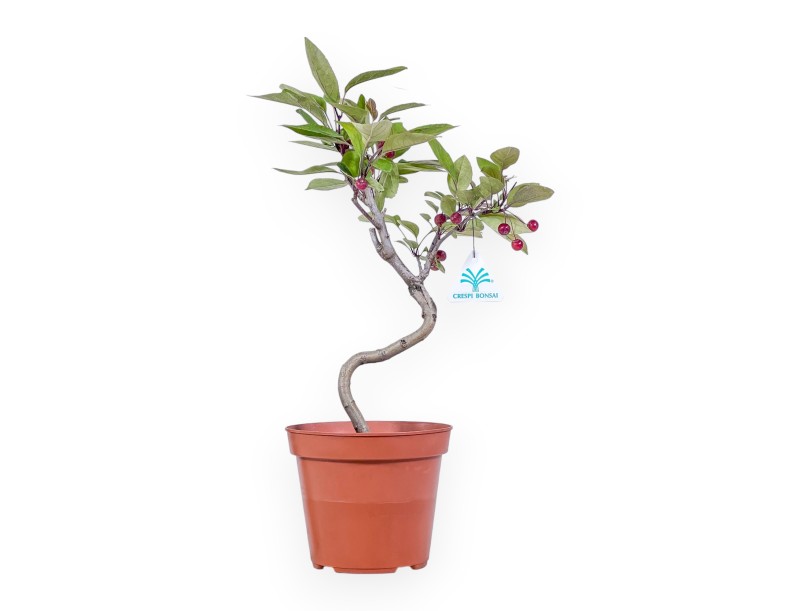 Planta para trabajar de manzano de 40cm | Maceta de plástico