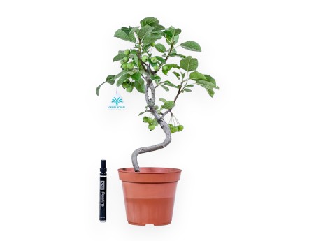 Planta para trabajar de manzano de 39cm | Maceta de plástico