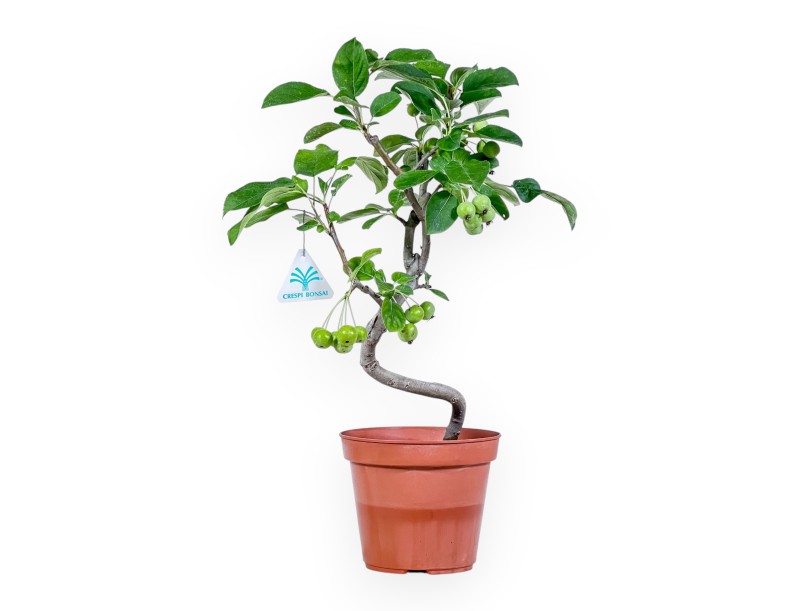 Apfelbaum Arbeitspflanze von 39 cm | Rund kunststoff Topf