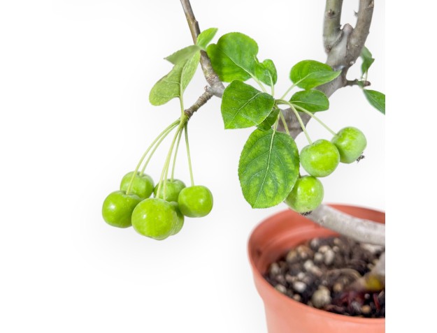 Pianta da lavorare di melo da 39 cm | Vaso tondo in plastica 2