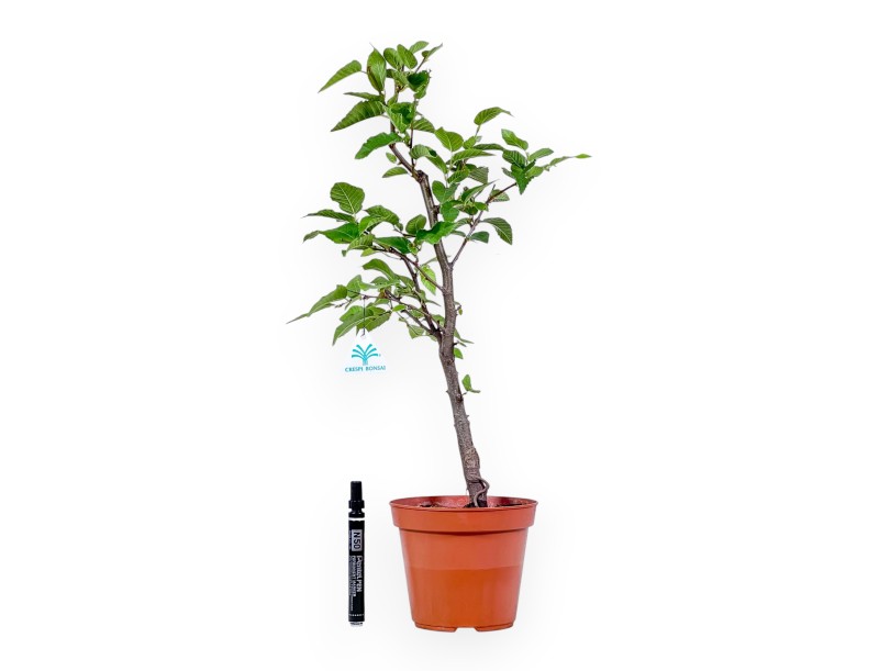 Plant to be propagated: Ostria carpinifolia – Black hornbeam %separator% %category%