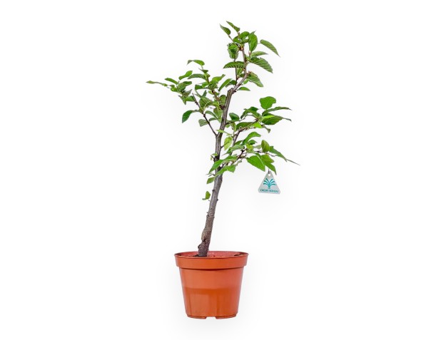 Pianta da lavorare di Ostria carpinifolia - Carpino nero %separator% %category%