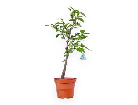 Plant to be propagated: Ostria carpinifolia – Black hornbeam %separator% %category%
