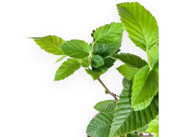 Planta de Ostria carpinifolia para trabajar - Haya negra %separator% %category% 2