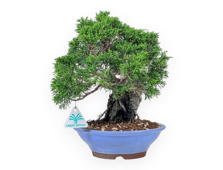 Juniperus chinensis bonsai %separator% %category%