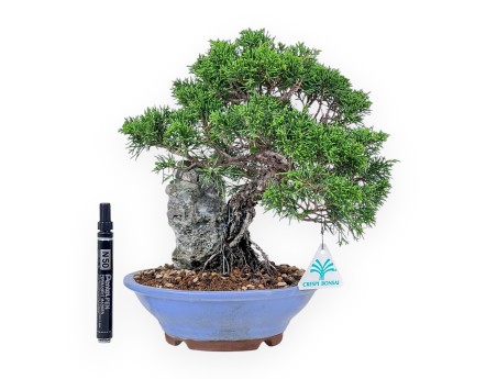 Juniperus chinensis bonsai %separator% %category%