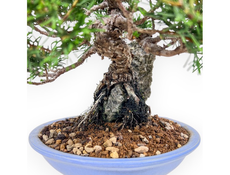 Juniperus chinensis bonsai %separator% %category%