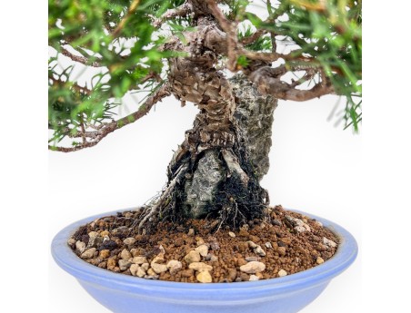 Bonsái de Juniperus chinensis %separator% %category%