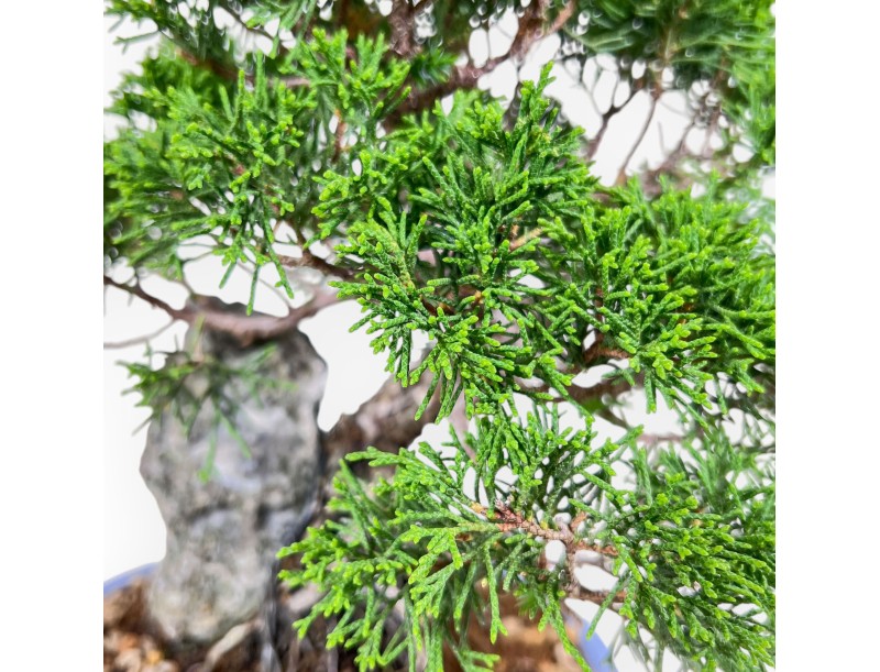 Bonsai aus Juniperus chinensis %separator% %category%
