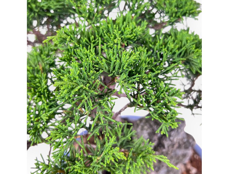 Juniperus chinensis bonsai %separator% %category%