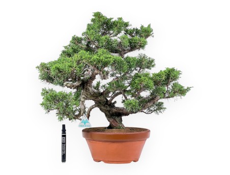 Bonsai aus Juniperus chinensis itoigawa %separator% %category%