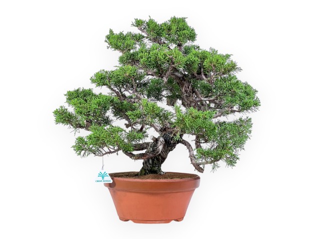 Juniperus chinensis itoigawa-bonsai %separator% %category%