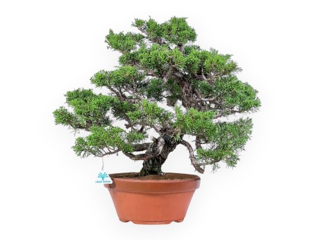 Juniperus chinensis itoigawa-bonsai %separator% %category%