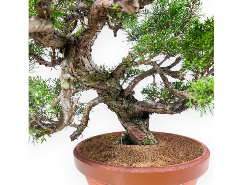 Bonsái de Juniperus chinensis itoigawa %separator% %category%