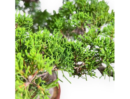 Bonsái de Juniperus chinensis itoigawa %separator% %category%