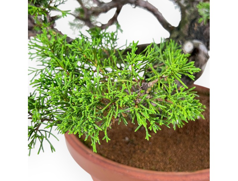 Bonsái de Juniperus chinensis itoigawa %separator% %category%