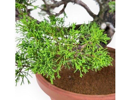 Bonsái de Juniperus chinensis itoigawa %separator% %category%