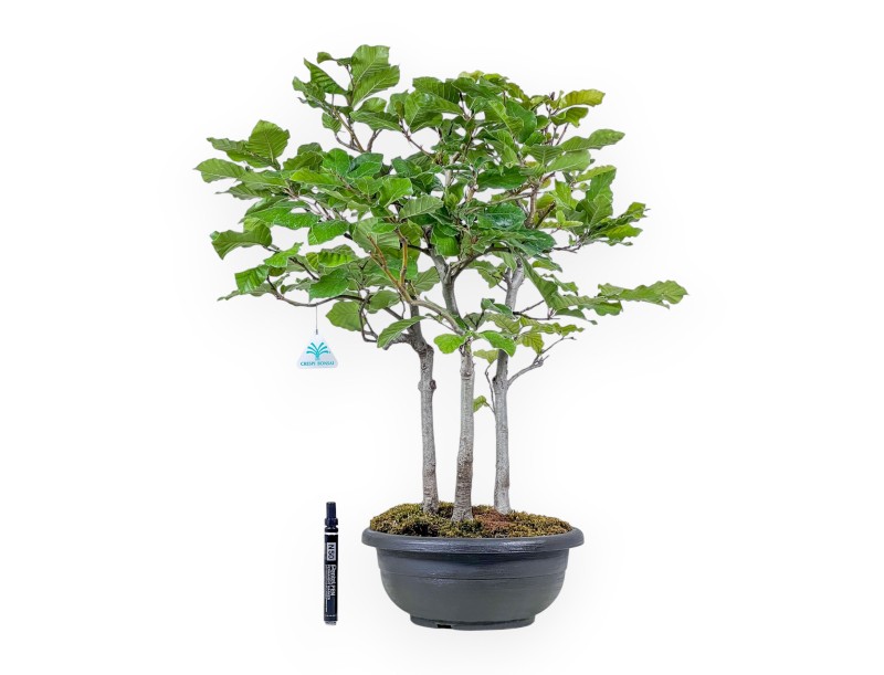 Bonsái de Fagus sylvatica - Haya %separator% %category%