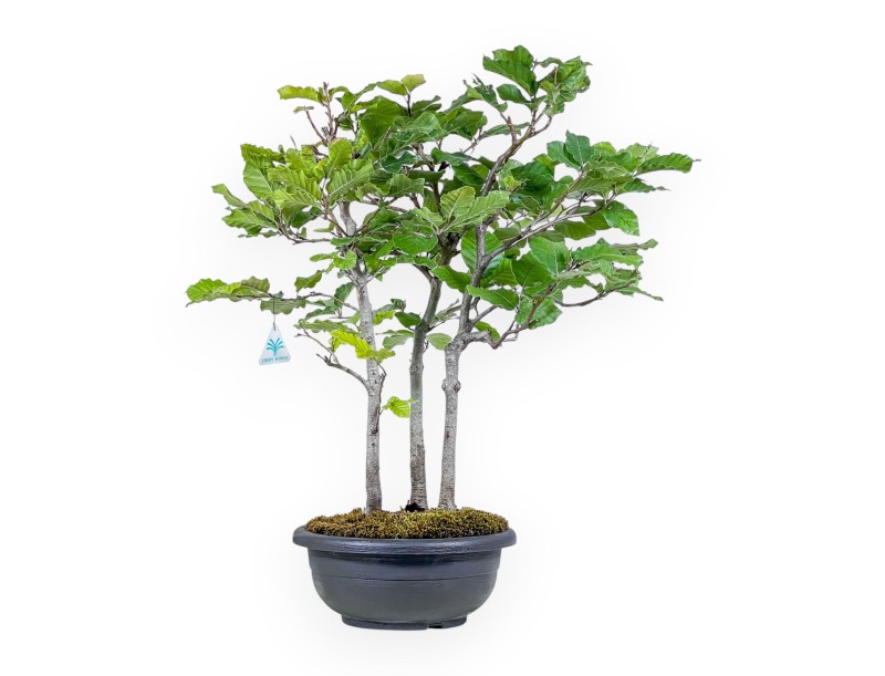Bonsaï de Fagus sylvatica - Hêtre %separator% %category%