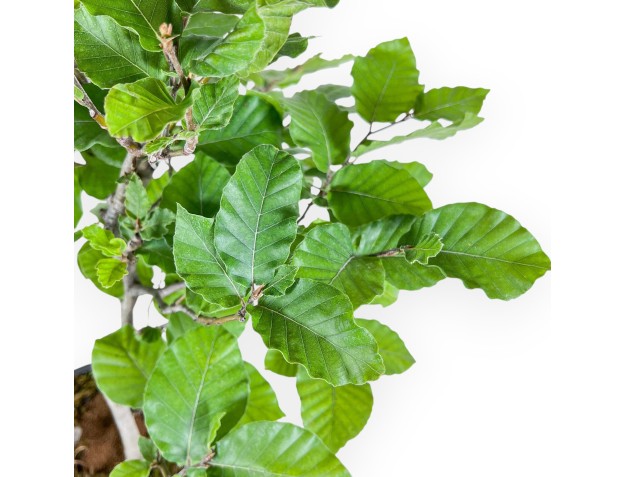 Bonsai di Fagus sylvatica - Faggio %separator% %category% 2