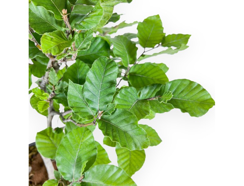 Bonsai aus Fagus sylvatica – Buche %separator% %category%