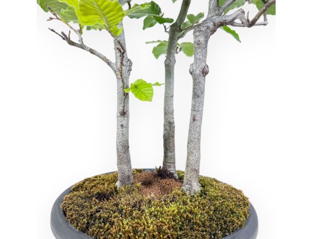 Bonsaï de Fagus sylvatica - Hêtre %separator% %category%