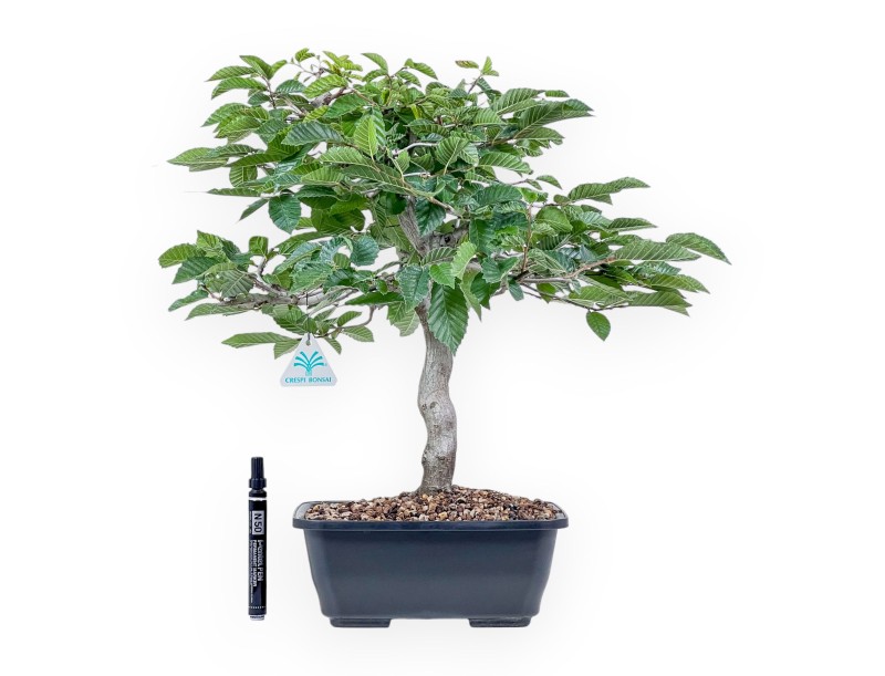Bonsai van Carpinus betulus - Haverboom %separator% %category%