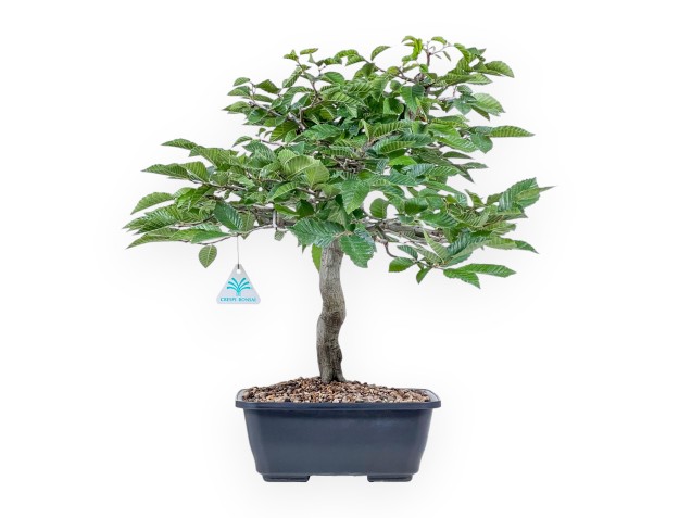 Carpinus betulus bonsai - Hornbeam %separator% %category%