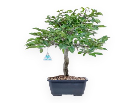 Bonsai aus Carpinus betulus – Hainbuche %separator% %category%