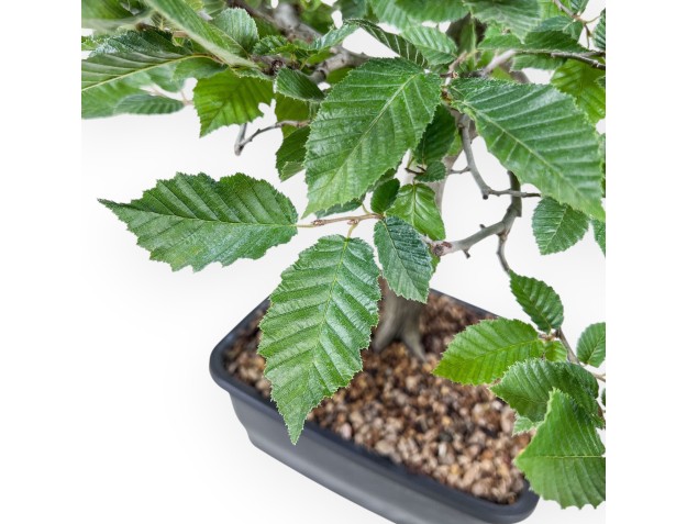 Bonsai van Carpinus betulus - Haverboom %separator% %category% 2