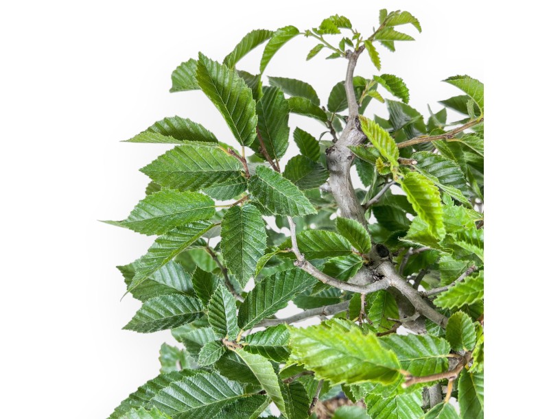 Bonsaï de Carpinus betulus - Charme %separator% %category%