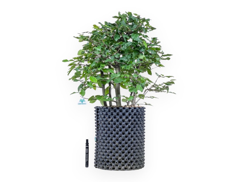 Carpinus betulus bonsai - Hornbeam %separator% %category%