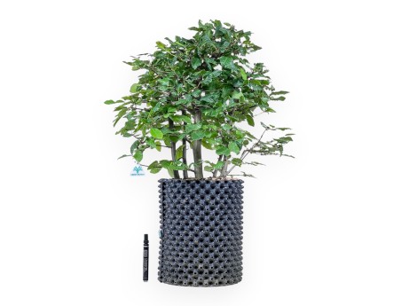 Bonsai di Carpinus betulus - Carpino %separator% %category%
