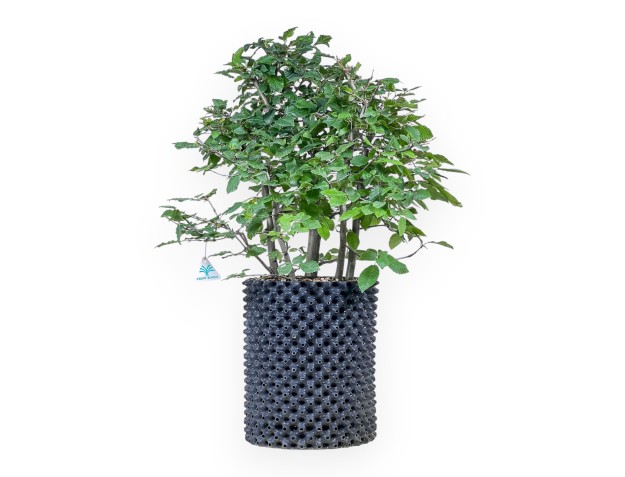 Bonsái de Carpinus betulus - Haya %separator% %category%