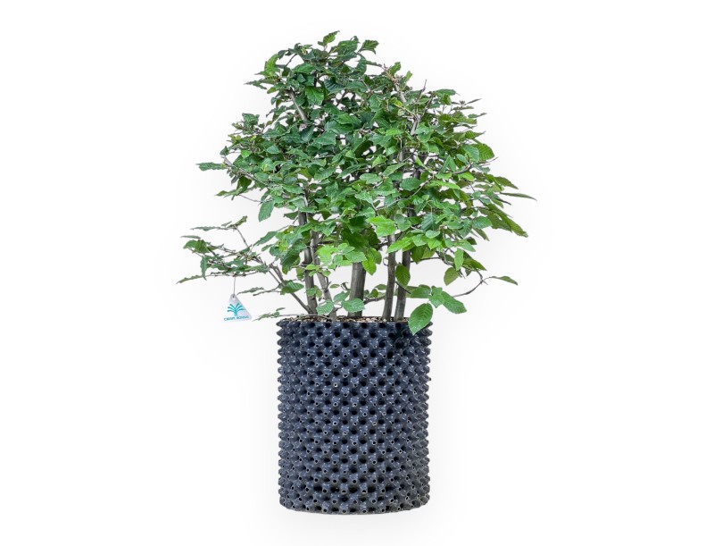 Carpinus betulus bonsai - Hornbeam %separator% %category%