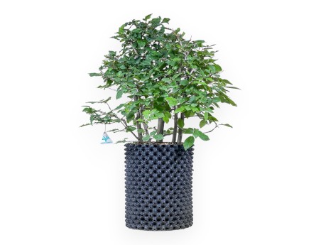 Bonsai aus Carpinus betulus – Hainbuche %separator% %category%