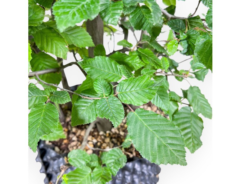 Bonsaï de Carpinus betulus - Charme %separator% %category%