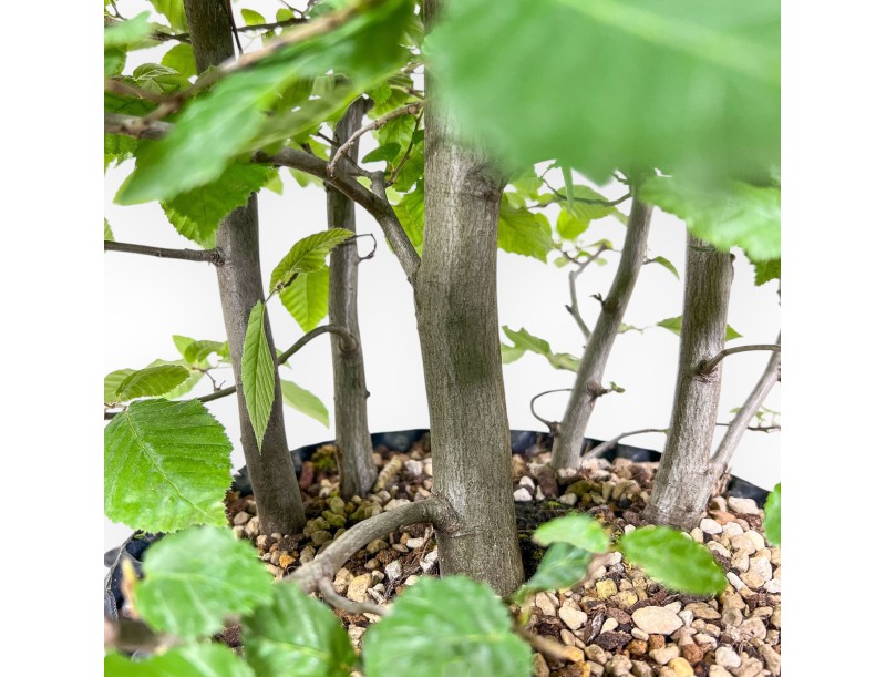 Bonsaï de Carpinus betulus - Charme %separator% %category%