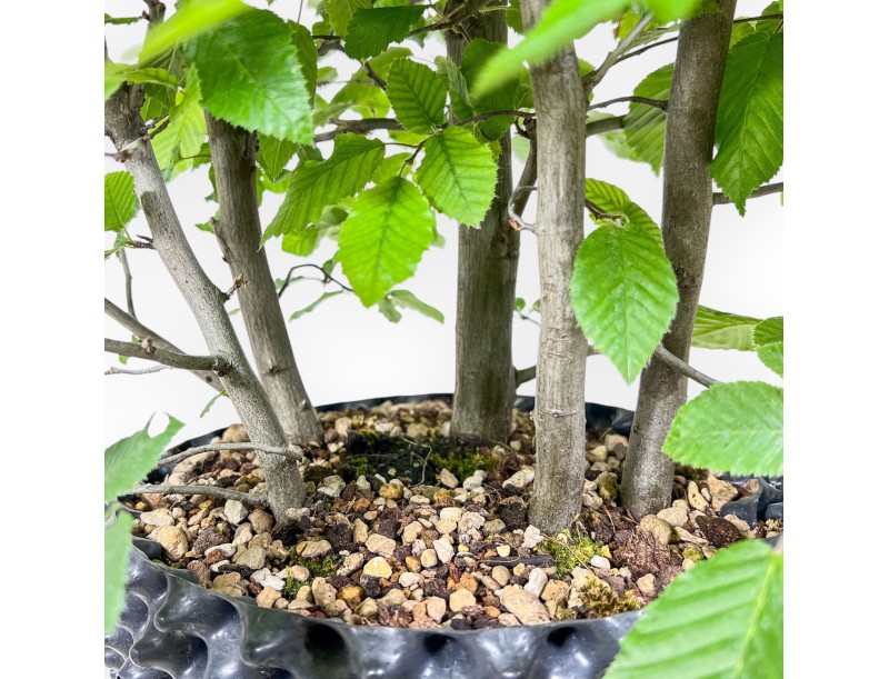 Bonsai di Carpinus betulus - Carpino %separator% %category%