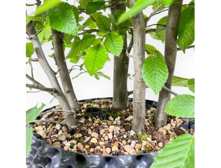 Bonsai van Carpinus betulus - Haverboom %separator% %category%
