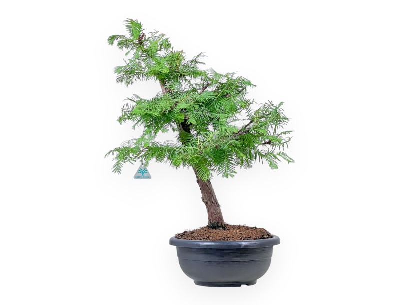 Taxodium-Bonsai %separator% %category%