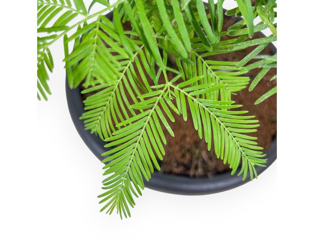 Taxodium-bonsai %separator% %category% 2