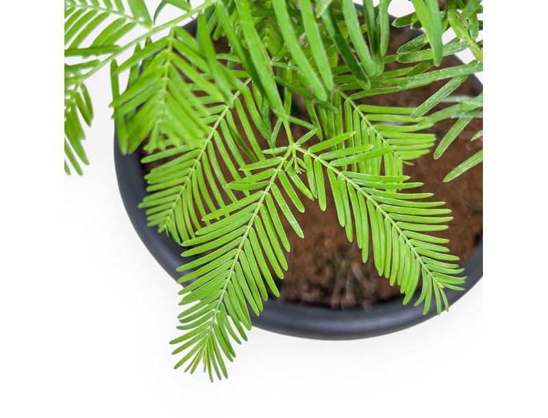 Taxodium-Bonsai %separator% %category%